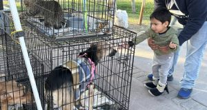 Mascotas rescatadas para adopción.